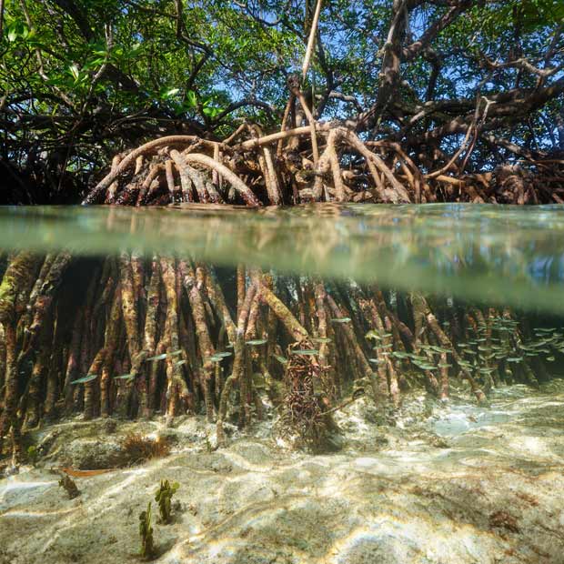 lodge-belize-destination-misterlodge