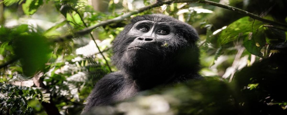 Nouvelle-chambre-au-Sanctuary-Gorilla-Forest-Camp