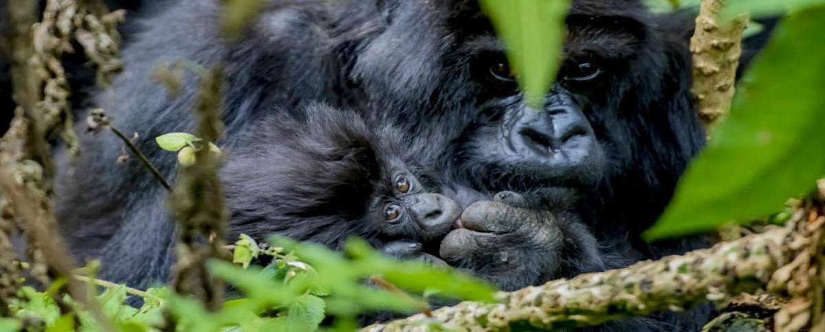 gorille-rwanda-misterlodhge-ceremonie-2020