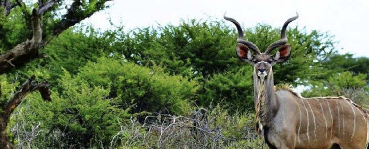 Khutse-Game- Reserve-misterlodge