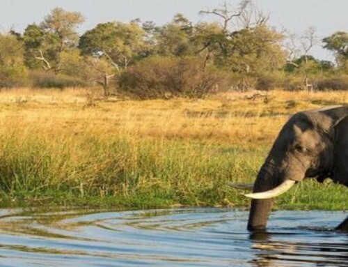 Nouveaux lodges au Botswana